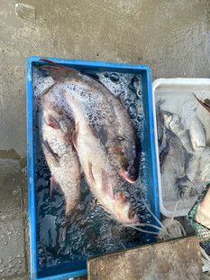 蓝色箱内装满鲜活鱼类