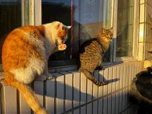 窗边双猫惬意姿态