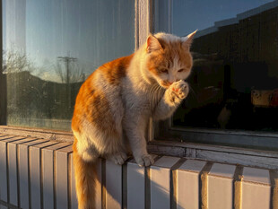 窗边橘猫惬意舔爪