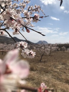 春日桃林美景
