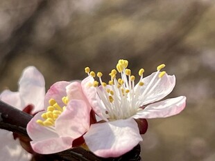 绽放的粉嫩杏花