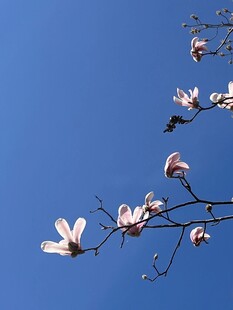 蓝天映衬下的玉兰花枝