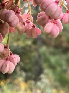 白杜粉色铃状花朵特写