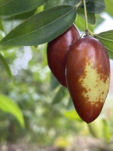 枝头红熟神秘果