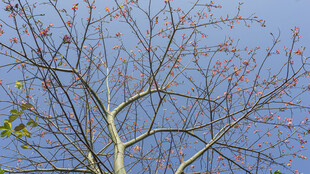 蓝天映衬下的樱花树