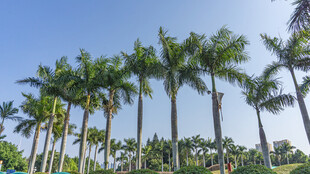 热带棕榈树景观