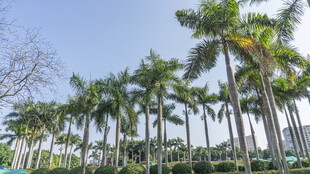 道路旁挺拔的棕榈树