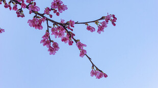 蓝天映衬下的粉嫩樱花