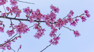 枝头绽放的粉嫩樱花