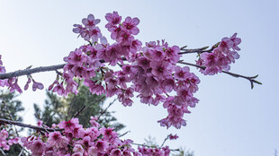 枝头绽放的烂漫粉樱花