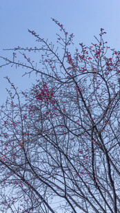 樱花枝头绽红的树木景观