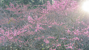冬日樱花绽放的烂漫景象