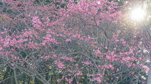 冬日樱花绽放的绚烂枝头