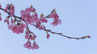 枝头绽放的粉嫩樱花