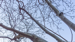 冬日光秃树枝景象