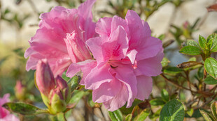 皋月杜鹃 娇艳粉色杜鹃花绽放