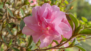 皋月杜鹃 娇艳盛开的粉色杜鹃花