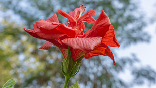 重瓣朱槿花 重瓣扶桑花