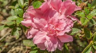 皋月杜鹃 娇艳粉色杜鹃花绽放