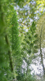 林间绿意盎然的清新景致