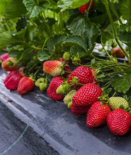 草莓园里成熟诱人的草莓