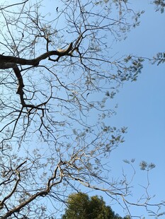 蓝天映衬下的光秃树枝