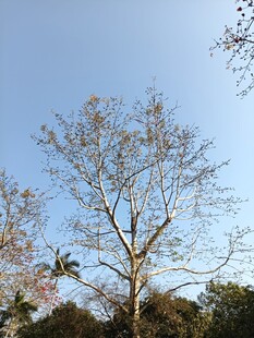 蓝天映衬下的挺拔树木