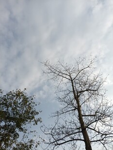 冬日枯树与天空景象