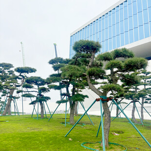 草坪上的造型松树景观