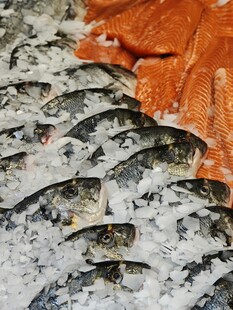 鲜鱼