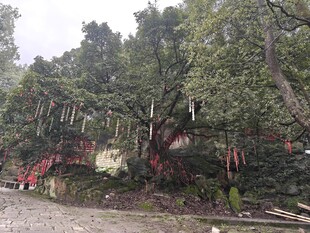 玉蟾山许愿大树