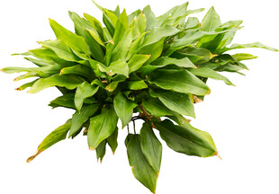 翠绿茂盛的观叶植物