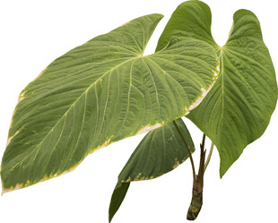 大型翠绿海芋植物叶片