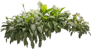 翠绿繁茂的室内观叶植物