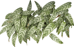 斑纹绿叶植物插画