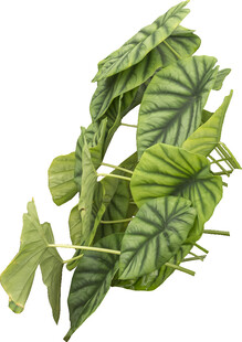 翠绿斑斓的海芋属植物叶片