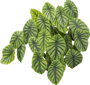 翠绿斑斓的芋类植物叶片