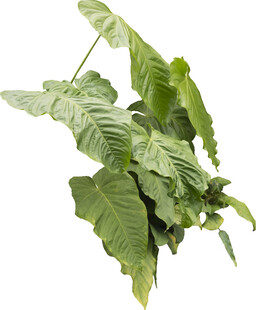 大型绿色热带植物叶片