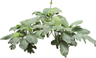 绿叶繁茂的植物