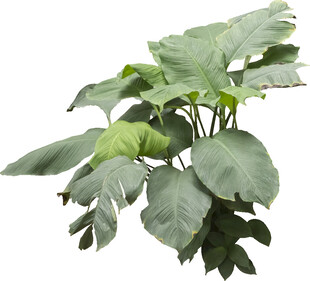 大型绿植海芋盆栽展示