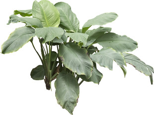 翠绿斑斓的观叶植物