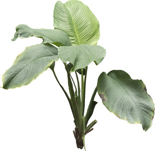 大叶绿植盆栽展现自然生机