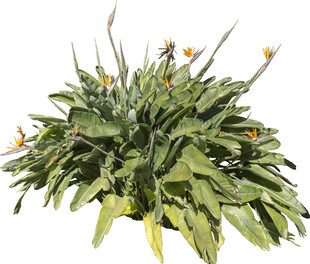 绿叶扶疏的黄色花卉植物