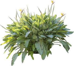 绿叶黄花的蓬勃植物