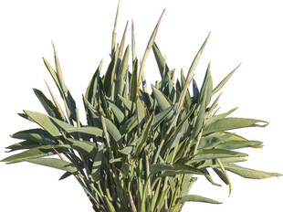 翠绿竹叶植物特写