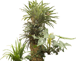 独特多肉植物组合展示
