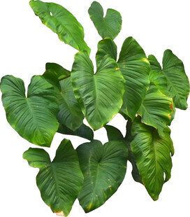 大叶绿植清新自然之选