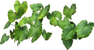 翠绿海芋叶植物素材