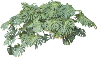 羽状绿植特写