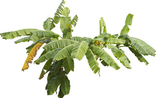 绿色仙人掌植物特写